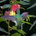 Wedge Billed Hummingbird Otun Quimbaya Pereira Colombia