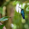 Green Hermit Hummingbird Jardin Botanico del Quindio Calarca Col