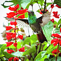 Rufous-Tailed Hummingbird La Huerta Hotel Lago Calima Valle del 