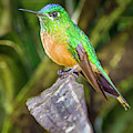 Female Long Tailed Sylph Alejandria Cali Valle del Cauca Colombi